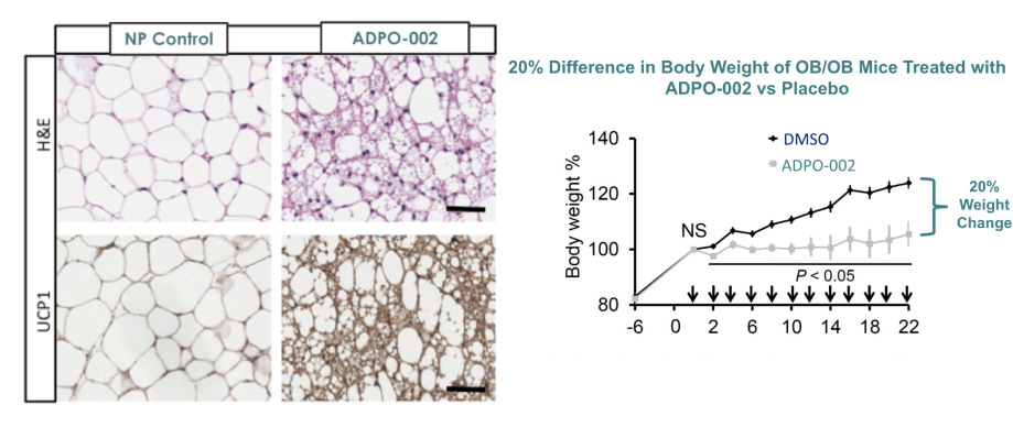 20% Difference in Body Weight of OB/OB Mice Treated with ADPO-002 vs Placebo